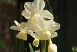 Narcissus 'Petrel' bestellen